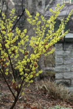 Harvest Moon Witch Hazel - 7 Gallon Pot (4-5') -Garden Plants Shop hamamelis virginiana harvest moon witch hazel 10