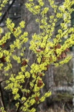 Harvest Moon Witch Hazel - 7 Gallon Pot (4-5') -Garden Plants Shop hamamelis virginiana harvest moon witch hazel 12