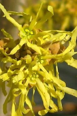 Harvest Moon Witch Hazel - 7 Gallon Pot (4-5') -Garden Plants Shop hamamelis virginiana harvest moon witch hazel 4