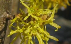 Harvest Moon Witch Hazel - 7 Gallon Pot (4-5') -Garden Plants Shop hamamelis virginiana harvest moon witch hazel 5