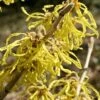 Harvest Moon Witch Hazel - 7 Gallon Pot (4-5') -Garden Plants Shop hamamelis virginiana harvest moon witch hazel 9