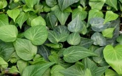 Teardrop Ivy (Hedera Helix) - 5 Pack Of Pint Pots -Garden Plants Shop hedera helix teardrop ivy 100