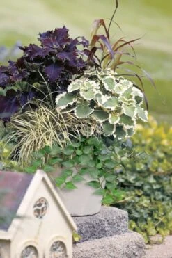 Teardrop Ivy (Hedera Helix) - 5 Pack Of Pint Pots -Garden Plants Shop hedera helix teardrop ivy 101