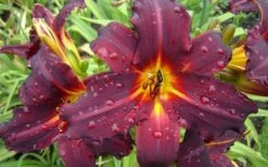 Chicago Blackout Daylily - 1 Gallon Pot -Garden Plants Shop hemerocallis chicago blackout daylily 2