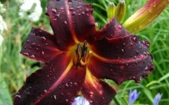 Chicago Blackout Daylily - 1 Gallon Pot -Garden Plants Shop hemerocallis chicago blackout daylily 3