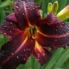 Chicago Blackout Daylily - 1 Gallon Pot -Garden Plants Shop hemerocallis chicago blackout daylily 4