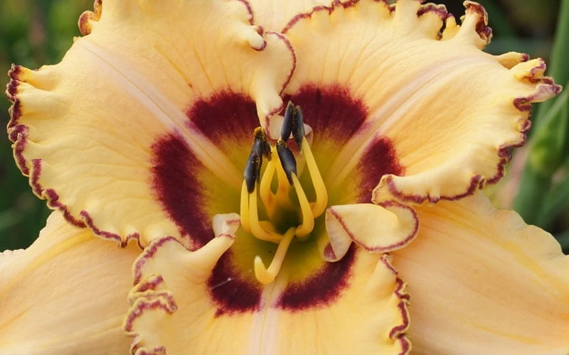 King Of Ages Daylily (Reblooming) - 1 Gallon Pot 7 King Of Ages Daylily (Reblooming) - 1 Gallon Pot - Image 5