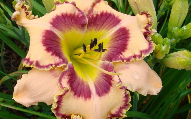 King Of Ages Daylily (Reblooming) - 1 Gallon Pot 6 King Of Ages Daylily (Reblooming) - 1 Gallon Pot - Image 4