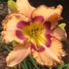 King Of Ages Daylily (Reblooming) - 1 Gallon Pot -Garden Plants Shop hemerocallis king of ages daylily 6