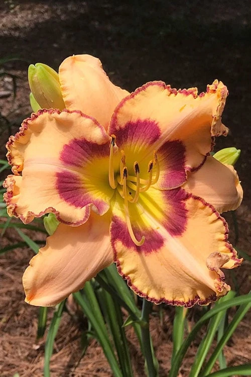 King Of Ages Daylily (Reblooming) - 1 Gallon Pot 3 King Of Ages Daylily (Reblooming) - 1 Gallon Pot