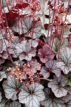 Northern Exposure Silver Heuchera - 1 Gallon Pot -Garden Plants Shop heuchera northern exposure silver 500x750 1
