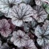 Northern Exposure Silver Heuchera - 1 Gallon Pot 2 Northern Exposure Silver Heuchera - 1 Gallon Pot -Garden Plants Shop heuchera northern exposure silver coral bells 1