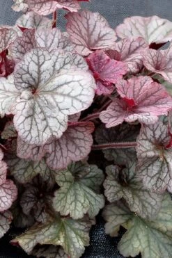 Northern Exposure Silver Heuchera - 1 Gallon Pot -Garden Plants Shop heuchera northern exposure silver coral bells 3