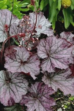 Northern Exposure Silver Heuchera - 1 Gallon Pot -Garden Plants Shop heuchera northern exposure silver coral bells 4