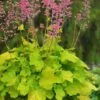 Pretty Pistachio Heuchera (Coral Bells) - 1 Gallon Pot -Garden Plants Shop heuchera pretty pistachio coral bells 22
