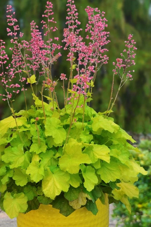 Pretty Pistachio Heuchera (Coral Bells) - 1 Gallon Pot 3 Pretty Pistachio Heuchera (Coral Bells) - 1 Gallon Pot