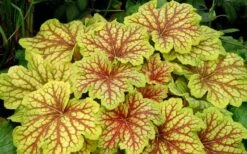 Red Lightning Heuchera - 5 Pack Quart Pots -Garden Plants Shop heuchera red lightning 11