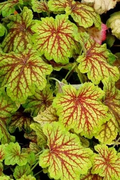 Red Lightning Heuchera - 5 Pack Quart Pots -Garden Plants Shop heuchera red lightning 12