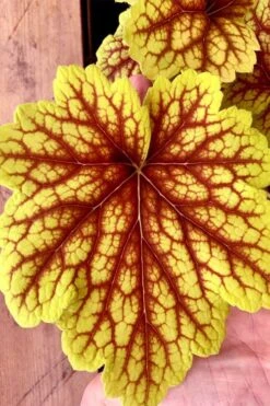 Red Lightning Heuchera - 5 Pack Quart Pots -Garden Plants Shop heuchera red lightning 18
