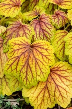 Red Lightning Heuchera - 5 Pack Quart Pots -Garden Plants Shop heuchera red lightning 6
