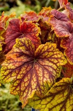 Red Lightning Heuchera - 5 Pack Quart Pots -Garden Plants Shop heuchera red lightning 8
