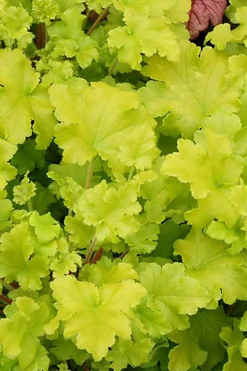 Twist Of Lime Heuchera (Coral Bells ) - 1 Gallon Pot 8 Twist Of Lime Heuchera (Coral Bells ) - 1 Gallon Pot - Image 6
