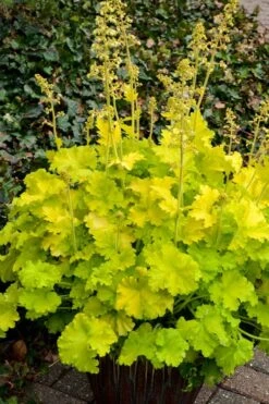 Twist Of Lime Heuchera (Coral Bells ) - 1 Gallon Pot 11 Twist Of Lime Heuchera (Coral Bells ) - 1 Gallon Pot -Garden Plants Shop heuchera twist of lime coral bells 10 2