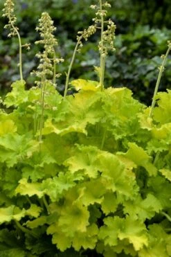 Twist Of Lime Heuchera (Coral Bells ) - 10 Pack Of Quart Pots 12 Twist Of Lime Heuchera (Coral Bells ) - 10 Pack Of Quart Pots -Garden Plants Shop heuchera twist of lime coral bells 11 1