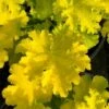 Twist Of Lime Heuchera (Coral Bells ) - 10 Pack Of Quart Pots 2 Twist Of Lime Heuchera (Coral Bells ) - 10 Pack Of Quart Pots -Garden Plants Shop heuchera twist of lime coral bells 12 1