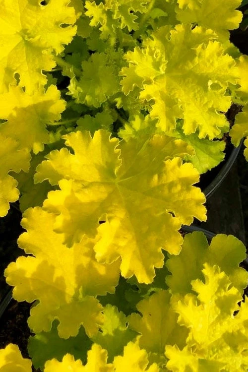 Twist Of Lime Heuchera (Coral Bells ) - 5 Pack Of Quart Pots 3 Twist Of Lime Heuchera (Coral Bells ) - 5 Pack Of Quart Pots