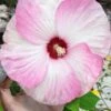 Luna Pink Swirl Hardy Hibiscus - 3 Gallon Pot -Garden Plants Shop hibiscus luna pink swirl 101