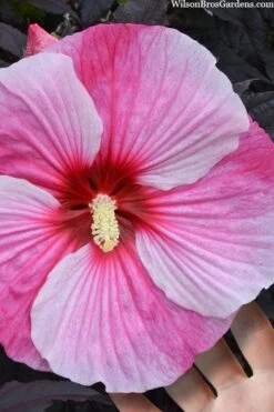 Starry Night Hardy Hibiscus (Rose Mallow) - 1 Gallon Pot 11 Starry Night Hardy Hibiscus (Rose Mallow) - 1 Gallon Pot -Garden Plants Shop hibiscus starry night rose mallow 2