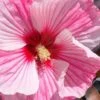 Starry Night Hardy Hibiscus (Rose Mallow) - 1 Gallon Pot 1 Starry Night Hardy Hibiscus (Rose Mallow) - 1 Gallon Pot -Garden Plants Shop hibiscus starry night rose mallow 3