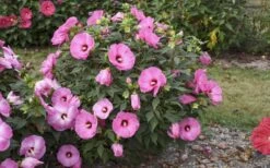 Summerific Candy Crush Hibiscus (Rose Mallow) - 1 Gallon Pot -Garden Plants Shop hibiscus summerific candy crush 13