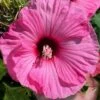 Summerific Candy Crush Hibiscus (Rose Mallow) - 1 Gallon Pot -Garden Plants Shop hibiscus summerific candy crush 19