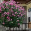 Lucy Rose Of Sharon (Single Trunk Tree) - 7 Gallon Pot (3-4') -Garden Plants Shop hibiscus syriacus lucy rose of sharon tree 2