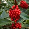Wirt L. Winn Holly (Ilex X Koehneana) - 3 Gallon Pot -Garden Plants Shop holly wirt l winn 4