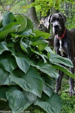 Empress Wu Giant Hosta Lily - 2 Gallon Pot -Garden Plants Shop hosta lily empress wu 205