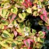 Chameleon Plant (Houttuynia Cordata) - 1 Gallon Pot -Garden Plants Shop houttuynia cordata chameleon plant 2