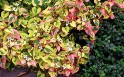 Chameleon Plant (Houttuynia Cordata) - 1 Gallon Pot -Garden Plants Shop houttuynia cordata chameleon plant 3