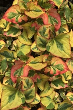 Chameleon Plant (Houttuynia Cordata) - 1 Gallon Pot -Garden Plants Shop houttuynia cordata chameleon plant 4