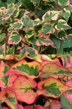 Chameleon Plant (Houttuynia Cordata) - 1 Gallon Pot -Garden Plants Shop houttuynia cordata chameleon plant 6
