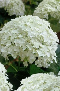 Annabelle Hydrangea - 3 Gallon Pot 19 Annabelle Hydrangea - 3 Gallon Pot -Garden Plants Shop hydrangea arborescens annabelle 10