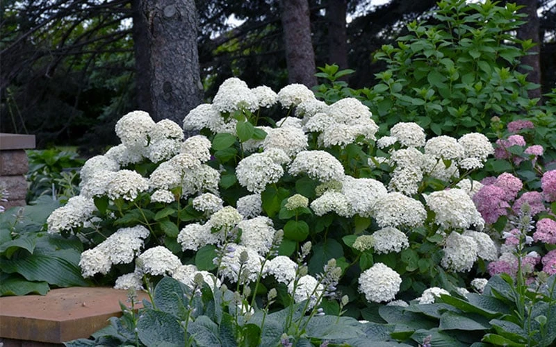 Annabelle Hydrangea - 3 Gallon Pot 9 Annabelle Hydrangea - 3 Gallon Pot - Image 7