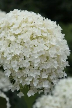Annabelle Hydrangea - 3 Gallon Pot 16 Annabelle Hydrangea - 3 Gallon Pot -Garden Plants Shop hydrangea arborescens annabelle 12