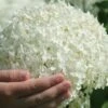 Annabelle Hydrangea - 3 Gallon Pot -Garden Plants Shop hydrangea arborescens annabelle 21