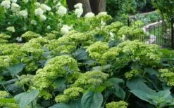 Invincibelle Sublime Smooth Hydrangea - 3 Gallon Pot -Garden Plants Shop hydrangea arborescens invincibelle sublime 2