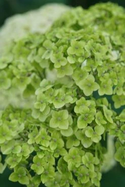 Invincibelle Sublime Smooth Hydrangea - 3 Gallon Pot -Garden Plants Shop hydrangea arborescens invincibelle sublime 3