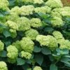 Invincibelle Sublime Smooth Hydrangea - 3 Gallon Pot -Garden Plants Shop hydrangea arborescens invincibelle sublime 5