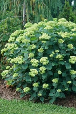Invincibelle Sublime Smooth Hydrangea - 3 Gallon Pot -Garden Plants Shop hydrangea arborescens invincibelle sublime 6